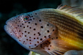   Freckled Hawkfish  
